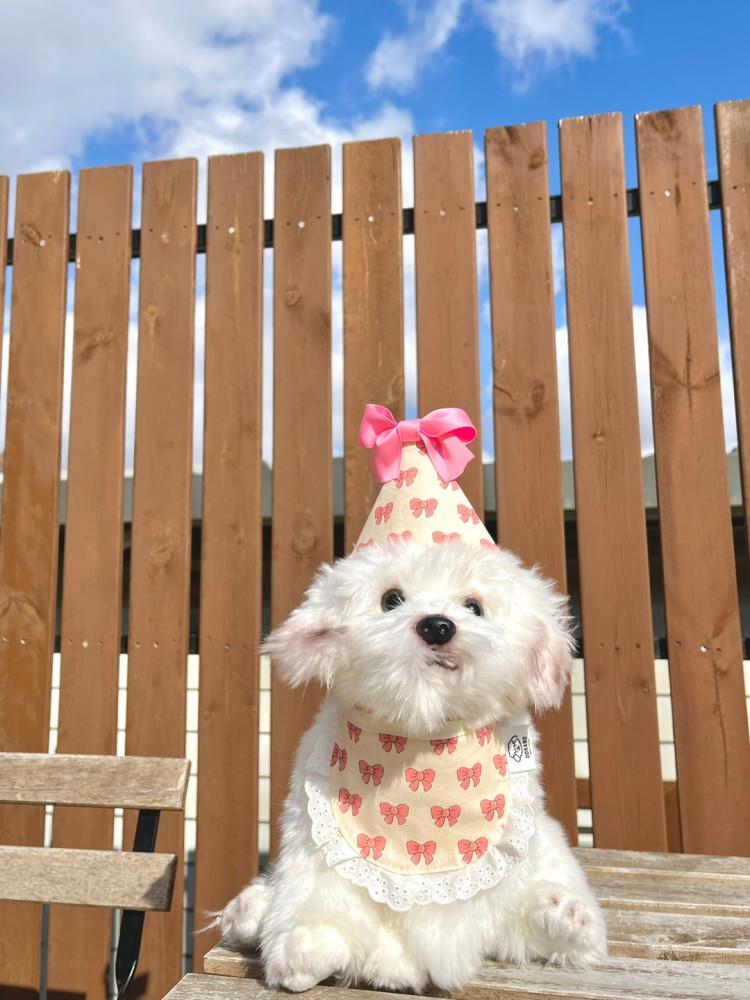 [made제품] 강아지 생일 도그빕 고양이 턱받이 탁탁탁탁 해피벌스데이 빕