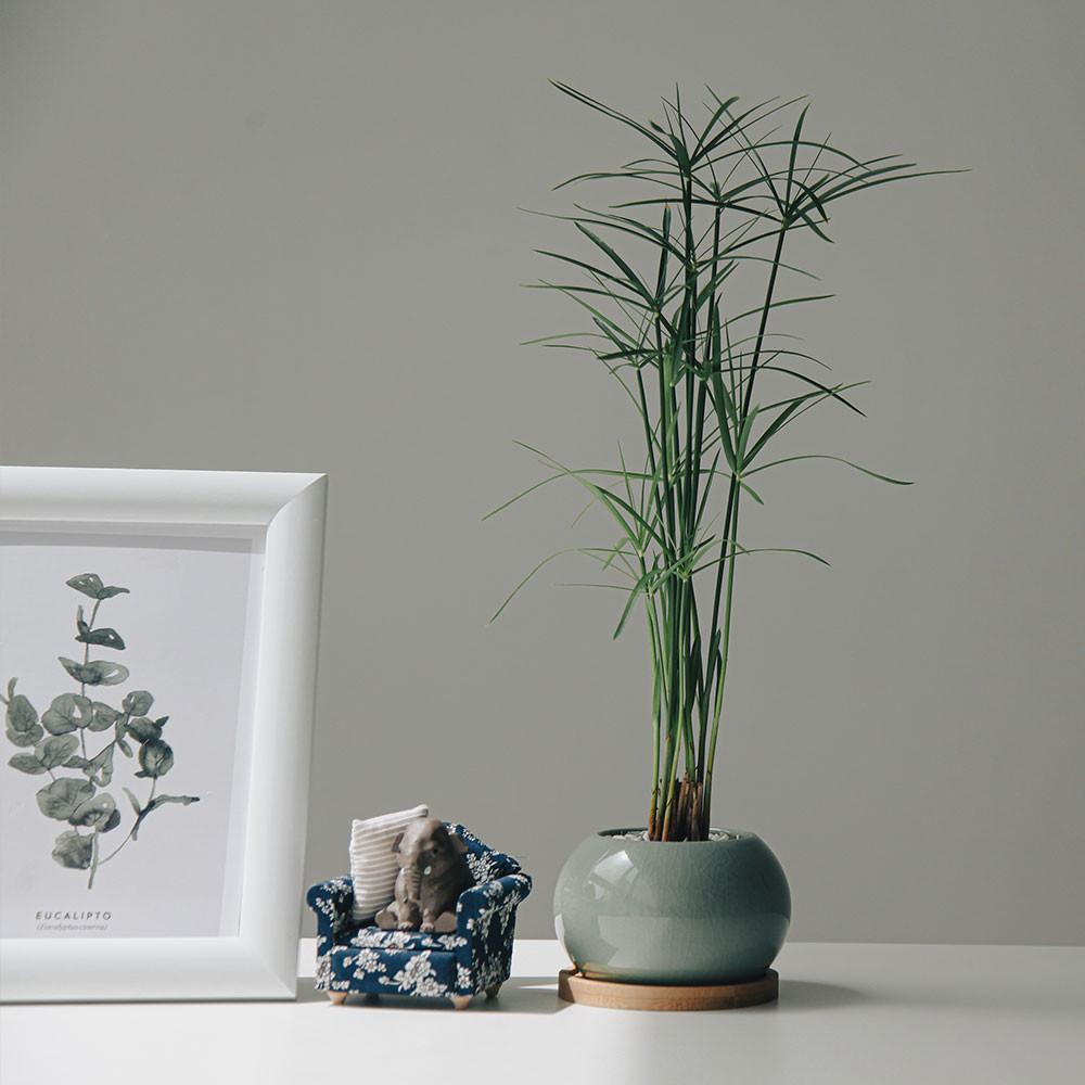 시페루스 청자달항아리 인테리어 공기정화식물 화분세트