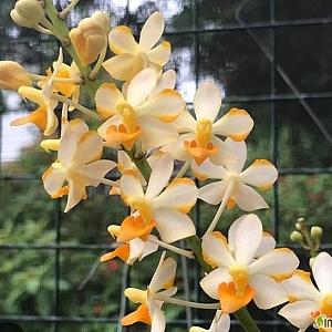 Vandaenopsis pulcherrimin.반데납시스 플체리민.예쁜흰색.노랑색.고급종.귀한품종.인기상품.~