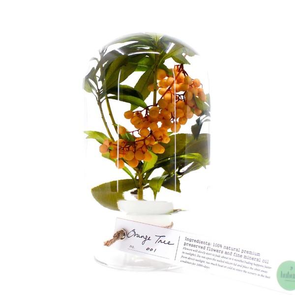 Orange Tree 오렌지 트리