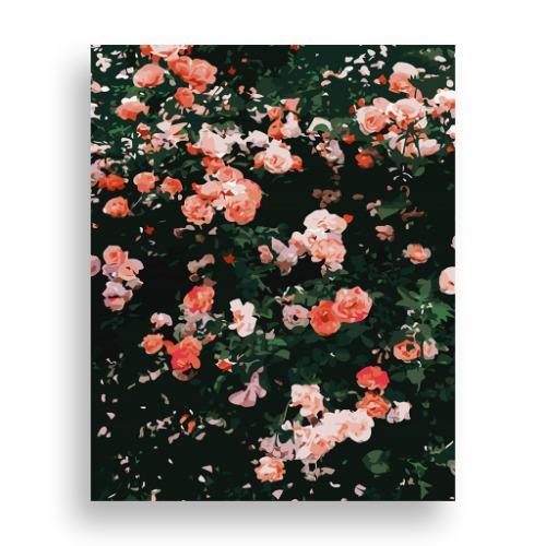 장미 [프리미엄]