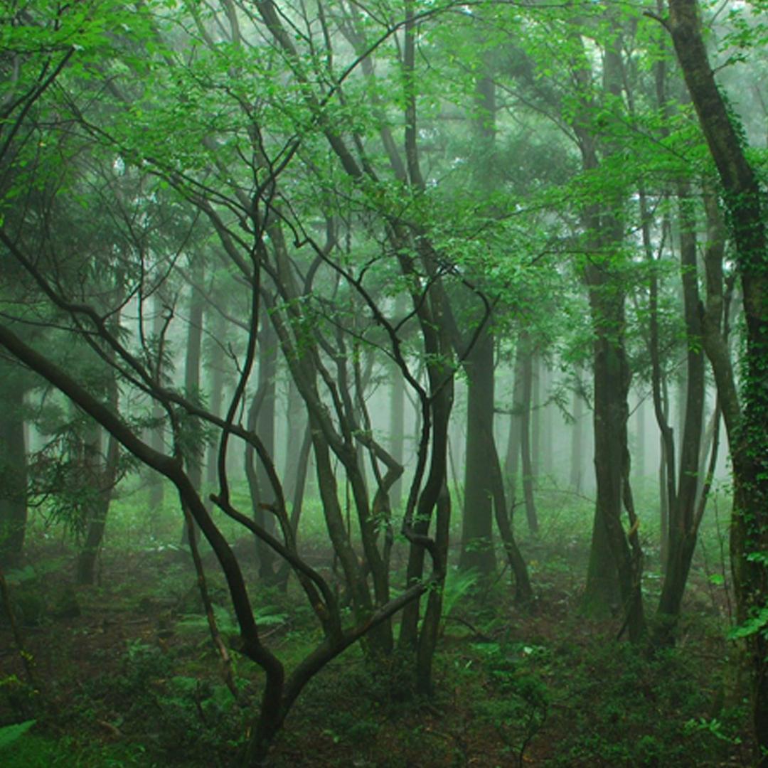 SWISS 제주 사려니 숲길