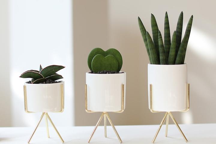 골드 세라믹 스탠드 화분 - 다육식물 스투키 3종 SET