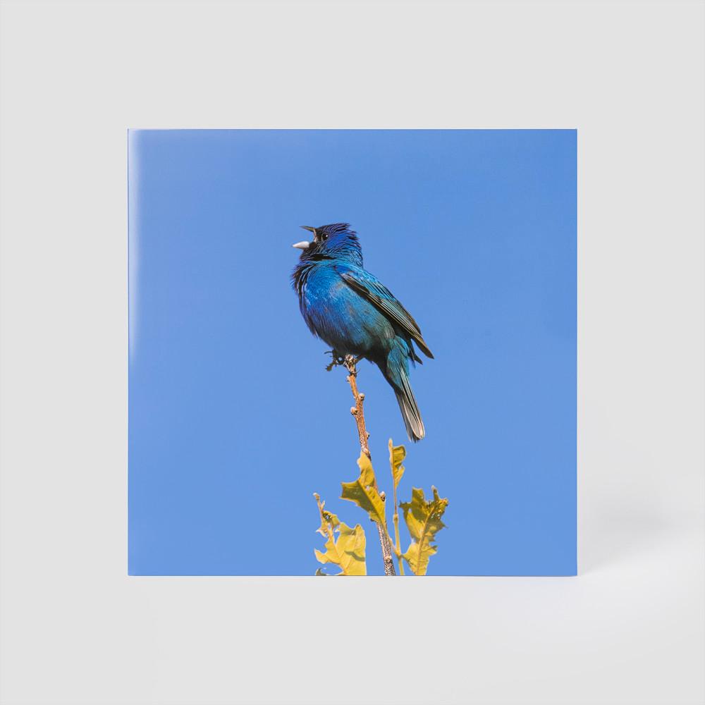 윤지영 LP 엘피 블루 버드 Blue bird 파랑새