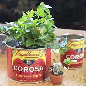 빈티지 데코 캔 #8 -- COROSA COFFEE (L)