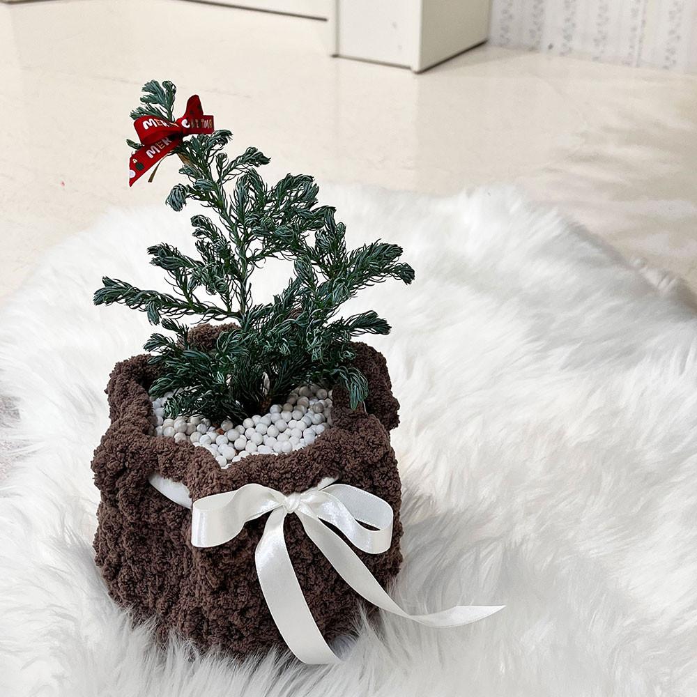 블루버드 피톤치드 비단삼나무 크리스마스 생화 트리 /플랜테리어 키우기쉬운식물