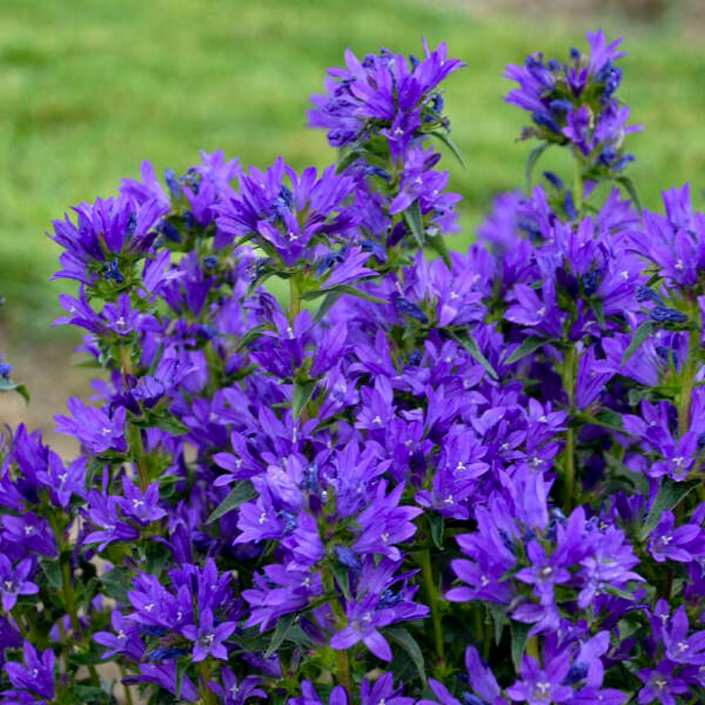 캄파눌라 글로메라타 블루 ( Campanula glomerata Blue) 모종 : 도개화원