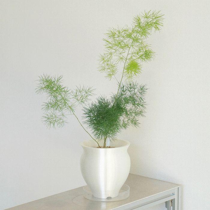 아스파라거스 미리오클라두스 pearl