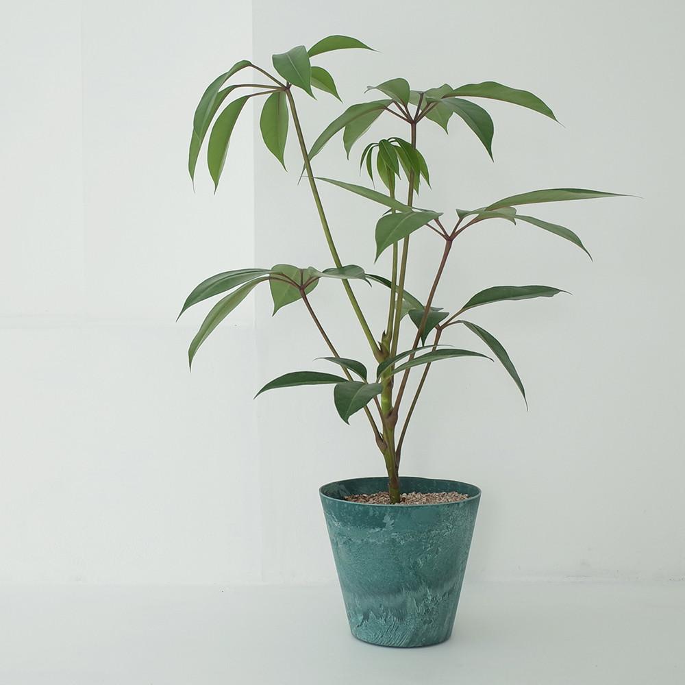 쥬필란다스 대엽 홍콩야자 화분10종 실내 공기정화식물 집들이선물 거실화분 승진축하