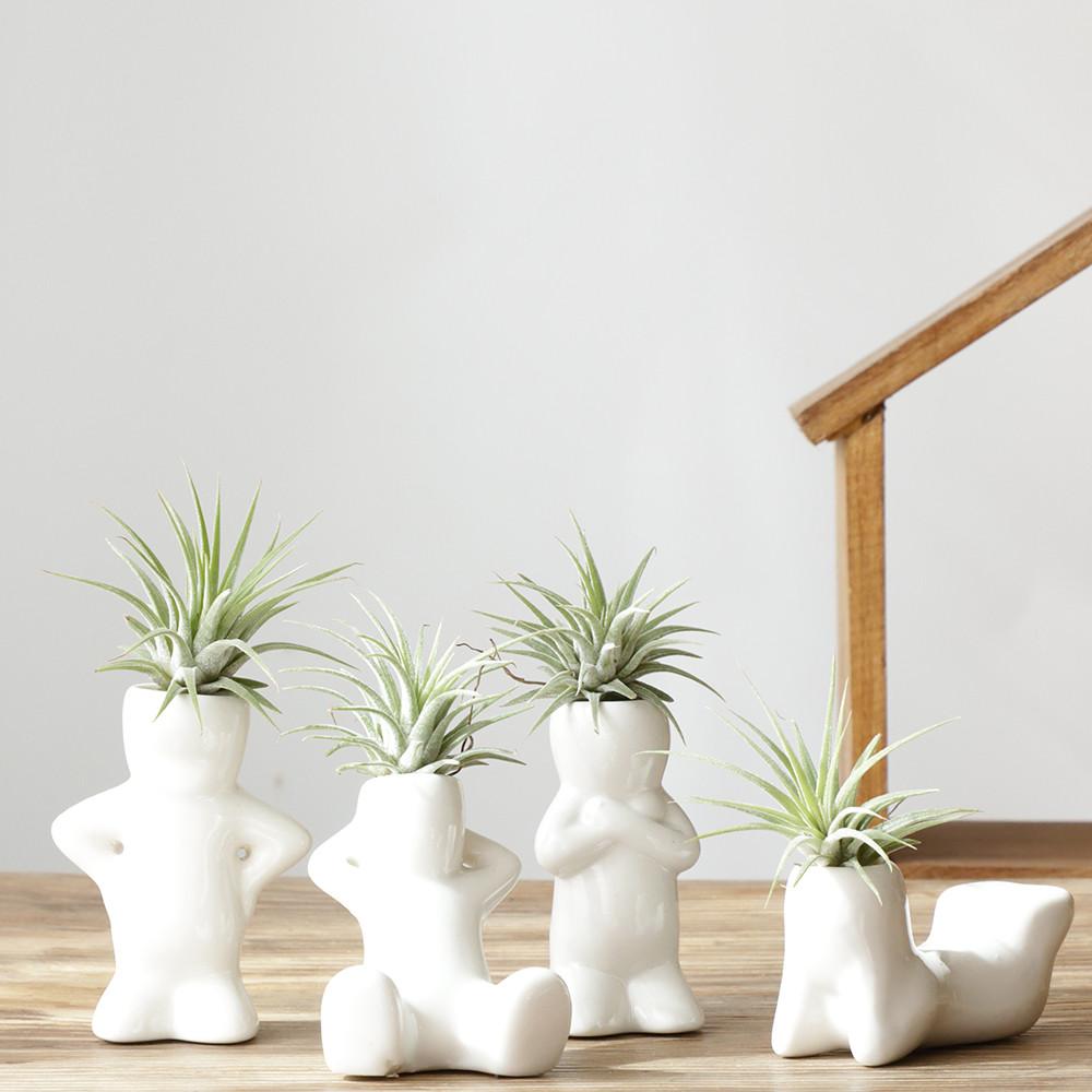 먼지아저씨 4종 틸란드시아 키우기 행잉식물 플랜트 공중 실내공기정화식물 카페 플렌테리어