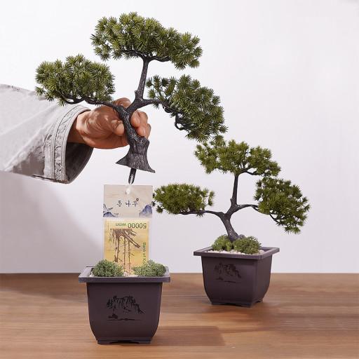 소나무 분재 반전 용돈박스 부모님 생신 환갑 이벤트