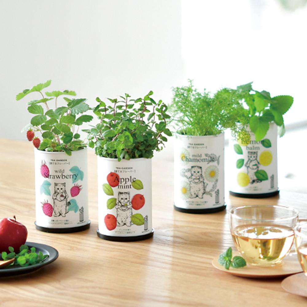 올데이숲 티가든 애플민트 레몬밤 산딸기 캐모마일