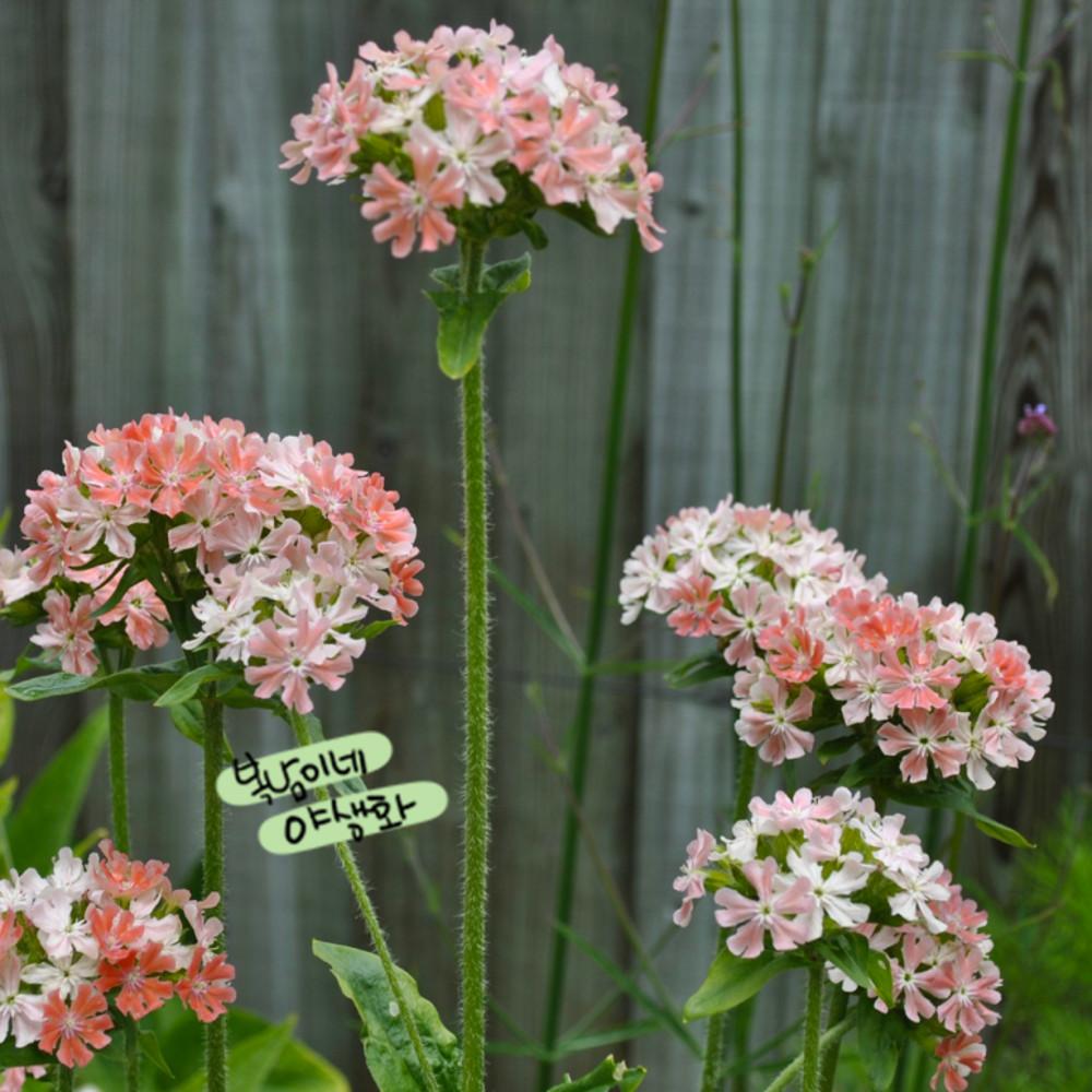 리크니스 카르네아 [4포트 복남이네야생화 모종 애기동자 동자꽃 lychnis]