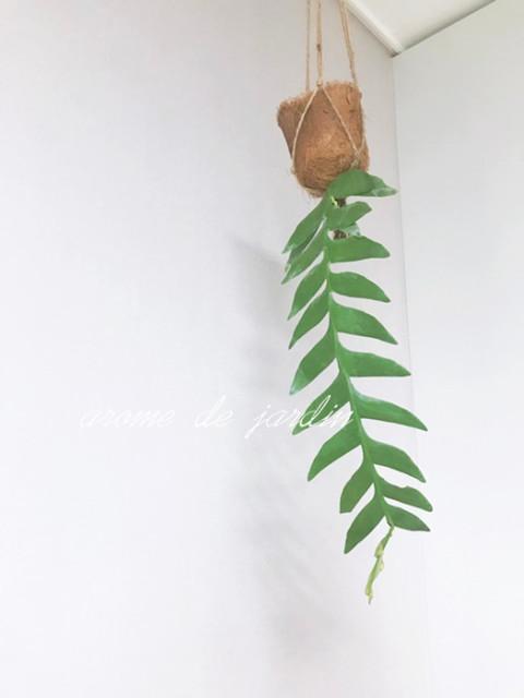 S고리서비스 + 크리소카디움  선인장 플랜테리어 애정식물 인테리어식물 행잉플랜트 특이한선인장