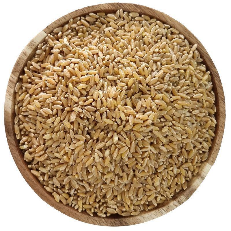 카무트 튀르키예산 호라산밀 카뮤트쌀 카무트쌀 카뮤트 이집트쌀