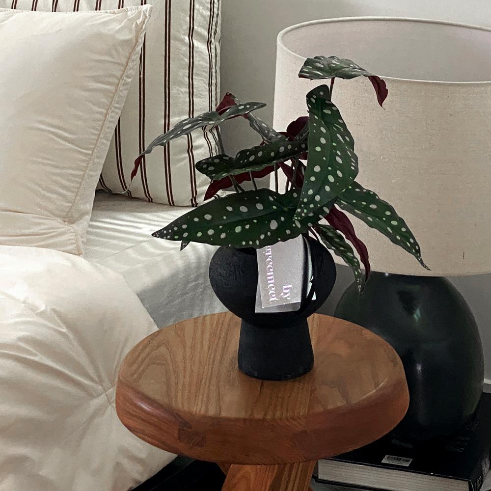 [real plant] 베고니아 마큘라타