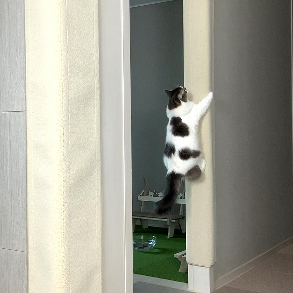 고양이 부착형 수직스크래쳐 냥오름