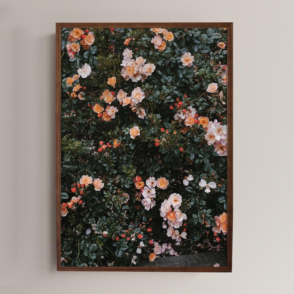 Roses
