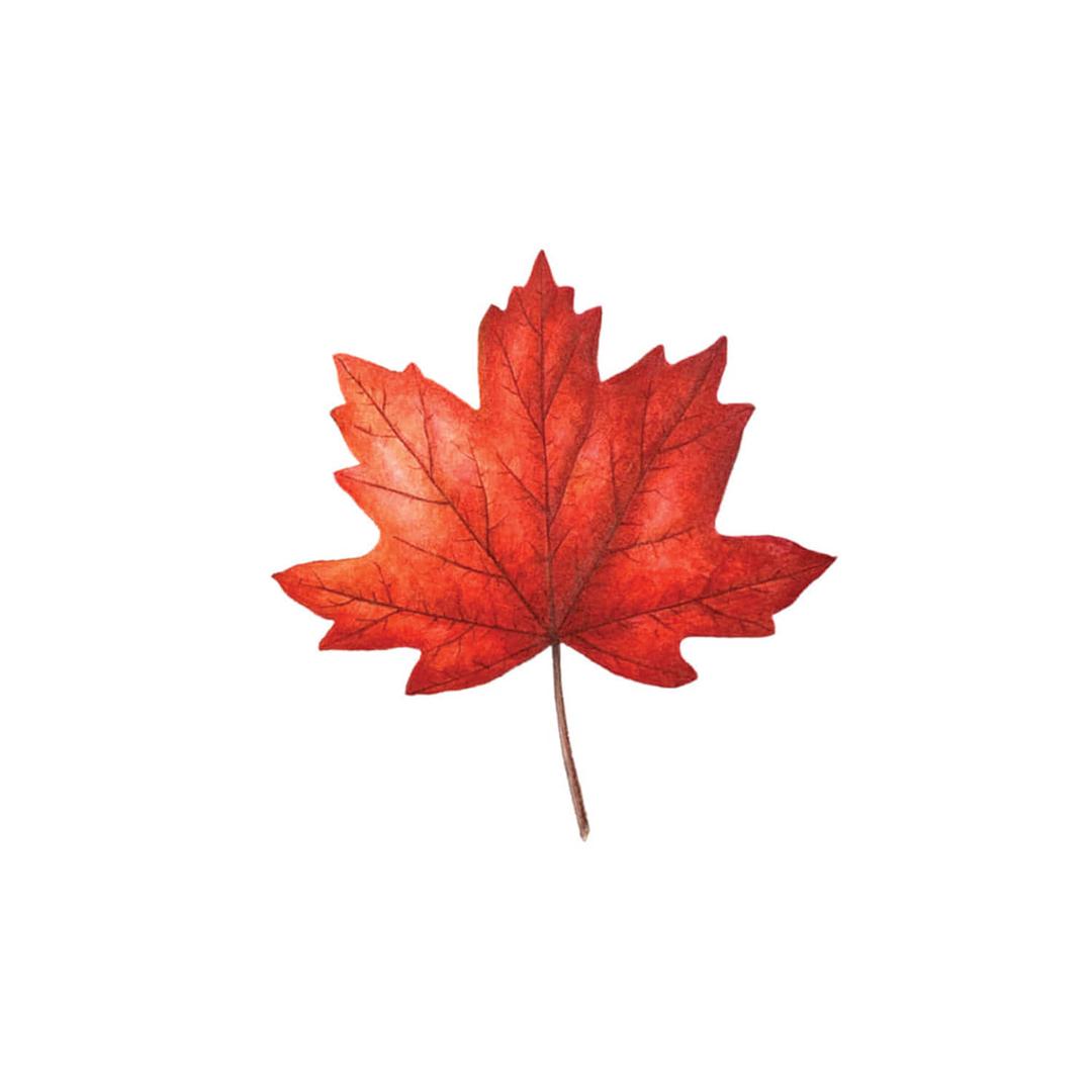 태틀리 Maple Leaf 타투스티커 페어 2매