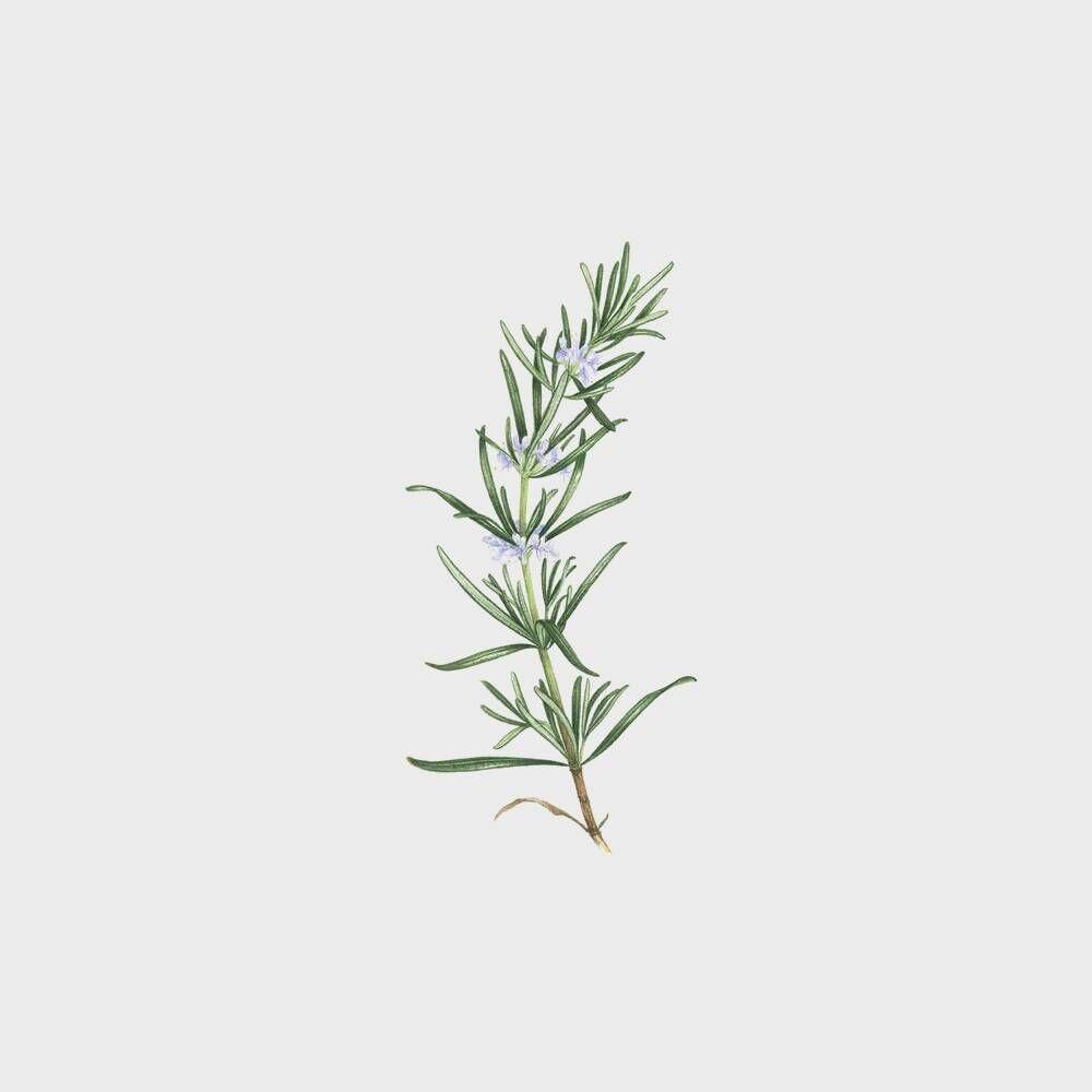 태틀리 Rosemary 타투스티커 페어 2매