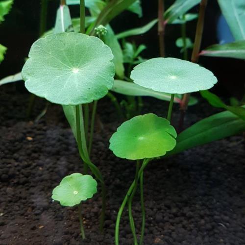 수초 워터 머슈룸 3뿌리