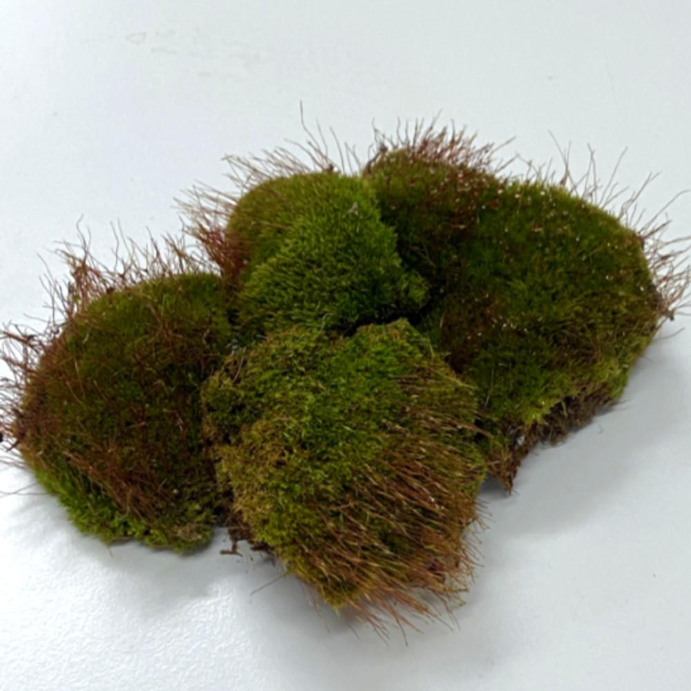 지붕빨간이끼 생이끼 팔루다리움 테라리움 비바리움 만들기 팩(18x14)