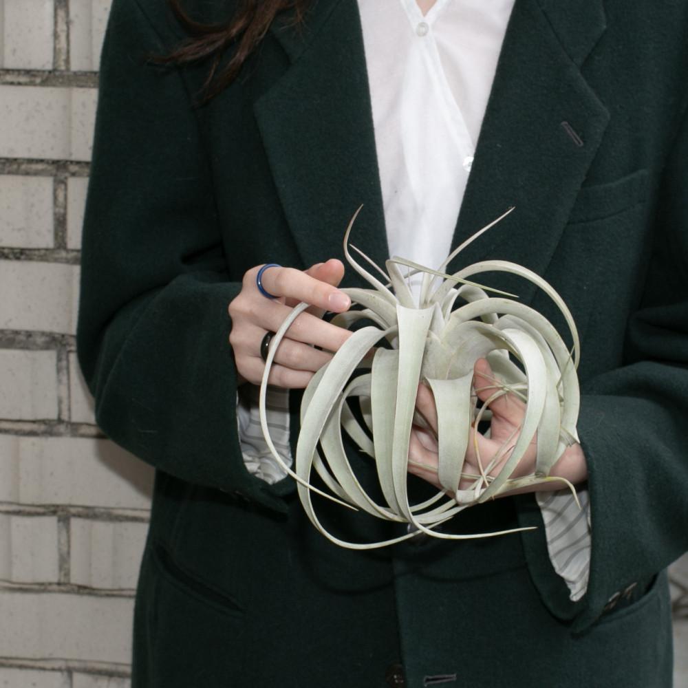 세로그라피카 틸란드시아 공기정화 행잉플랜트