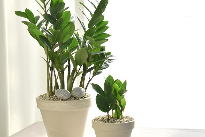 금전수 실내공기정화식물