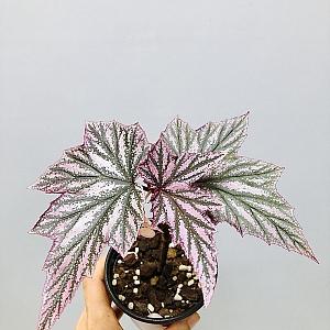 핑크밍스 베고니아 (동일품배송 )