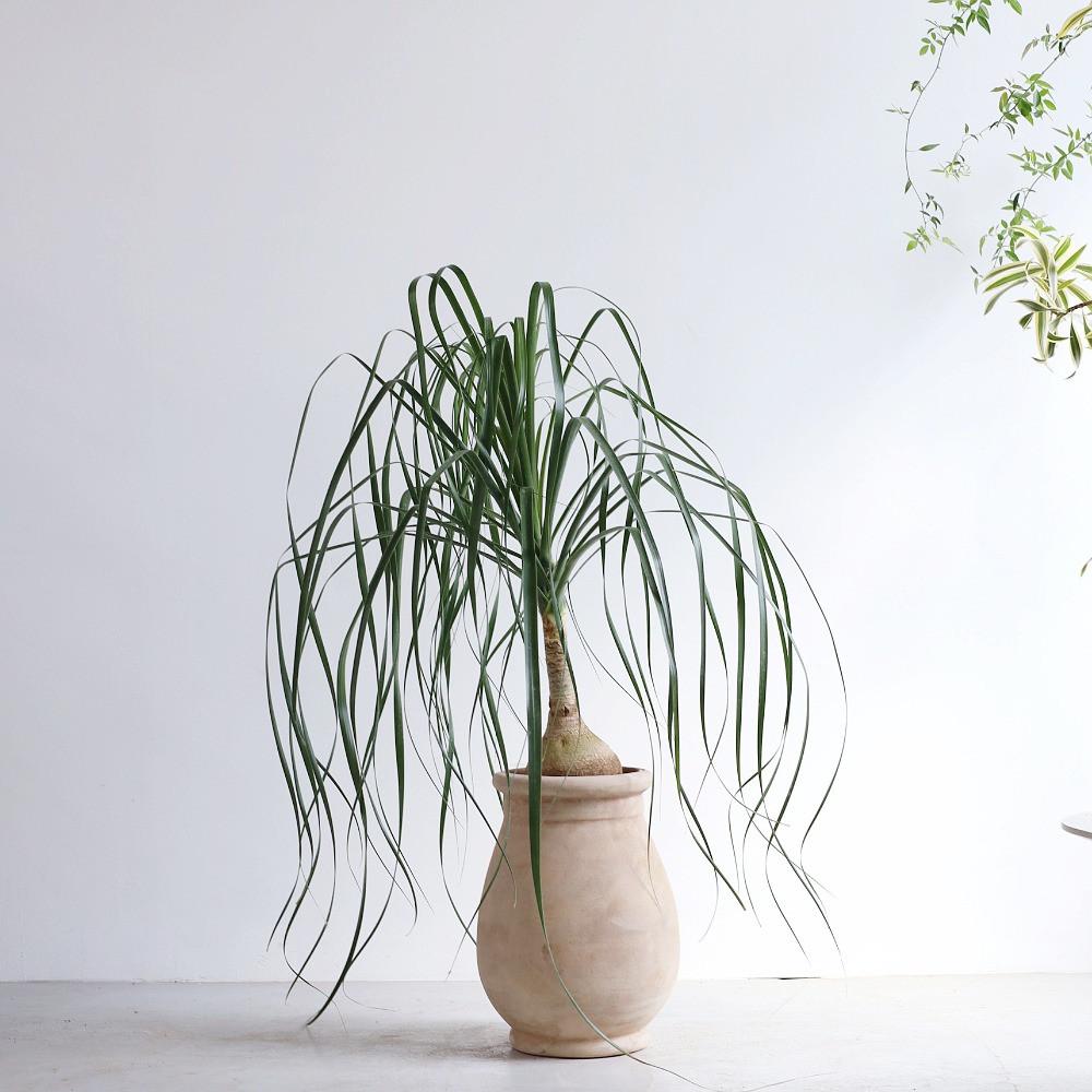 그린캐처 대구 개업 화분 대형 인테리어 식물 덕구리난 독구리난 5