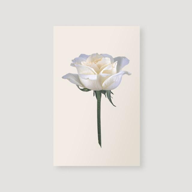 이노센트 무지 노트