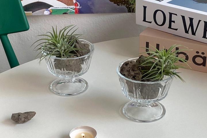 이오난사 글라스식물 SET (유리볼+식물+화산석)