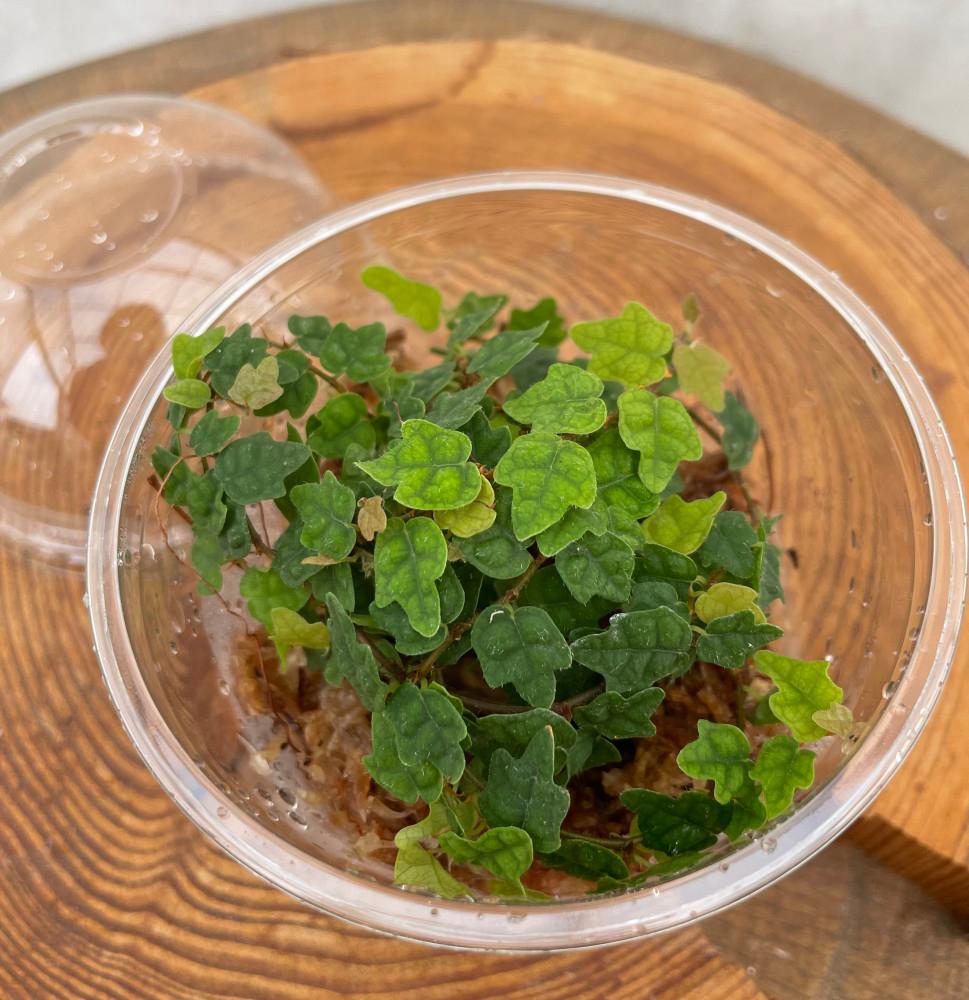 제주애기모람 넝쿨 미니 식물 테라리움 비바리움 인테리어 공기정화식물