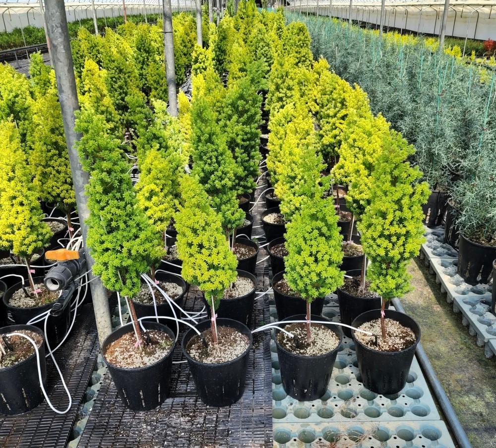 옐로우봉 대품 / 화분제외 60cm / 80cm