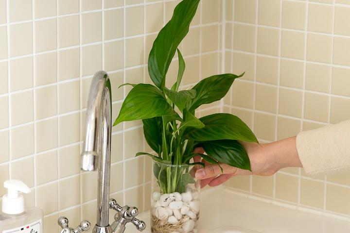 스파트필름_흰자갈 수경재배식물