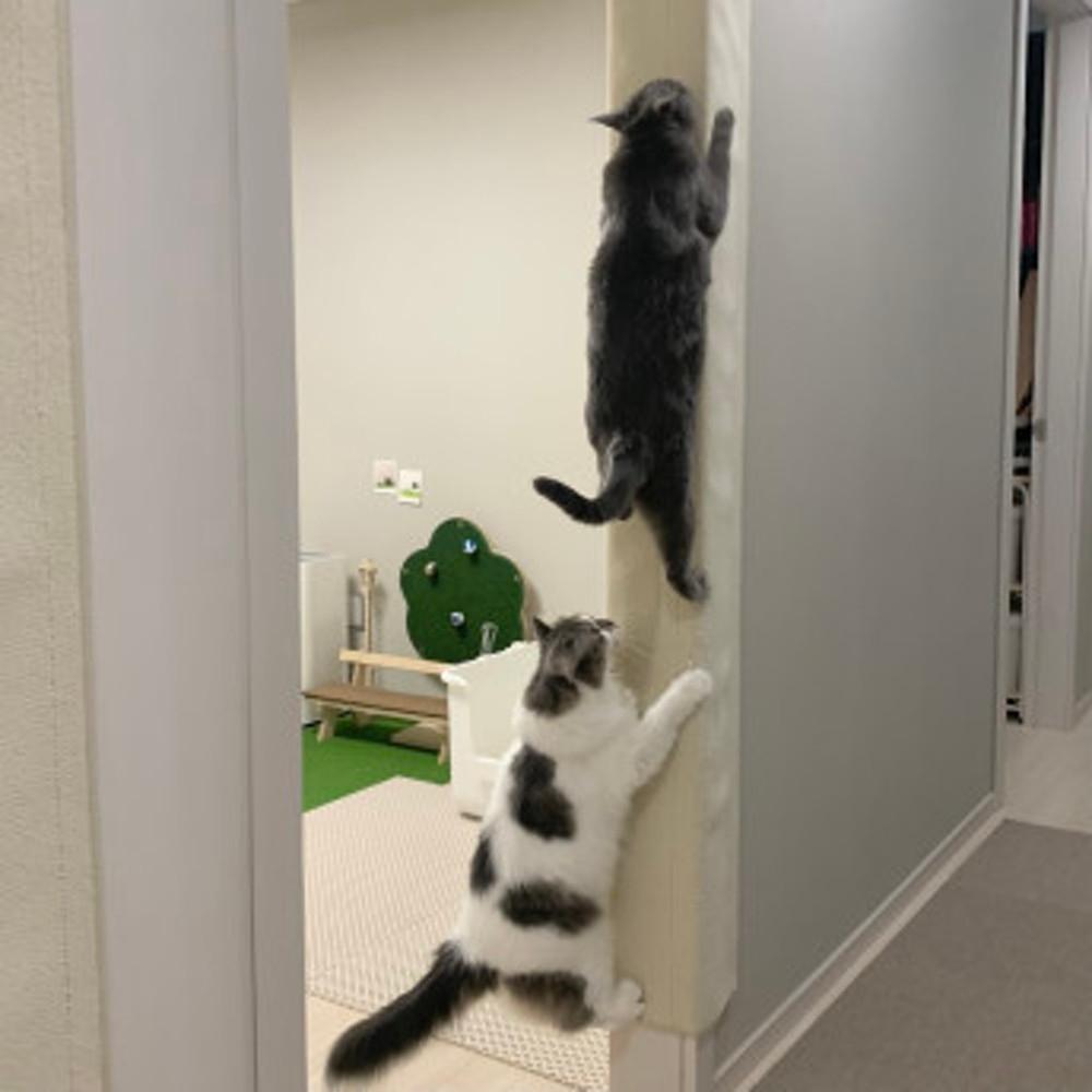 도레미파 냥오름 2m 고양이 스크래쳐 재미있는 스파이더냥 고양이장난감