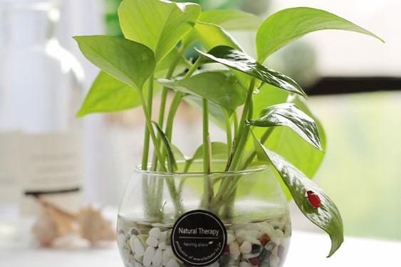 스킨답서스 유리 어항볼 수경재배식물 SET