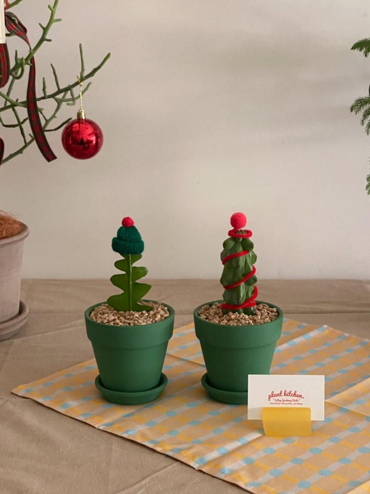 [X-MAS] 식물주방 생선뼈선인장 용비선인장 피쉬본선인장 크리스마스화분 홈파티 연말선물 귀여운식물 미니식물 데스크테리어 집들이선물 개업선물