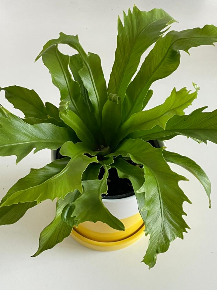 픽어부쉬 아비스 고사리 레몬팟 키우기 쉬운 음지 감성 식물 집들이 개업 선물 플랜테리어