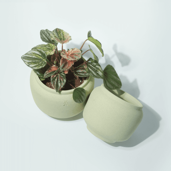 허니팟 그린티 S, M