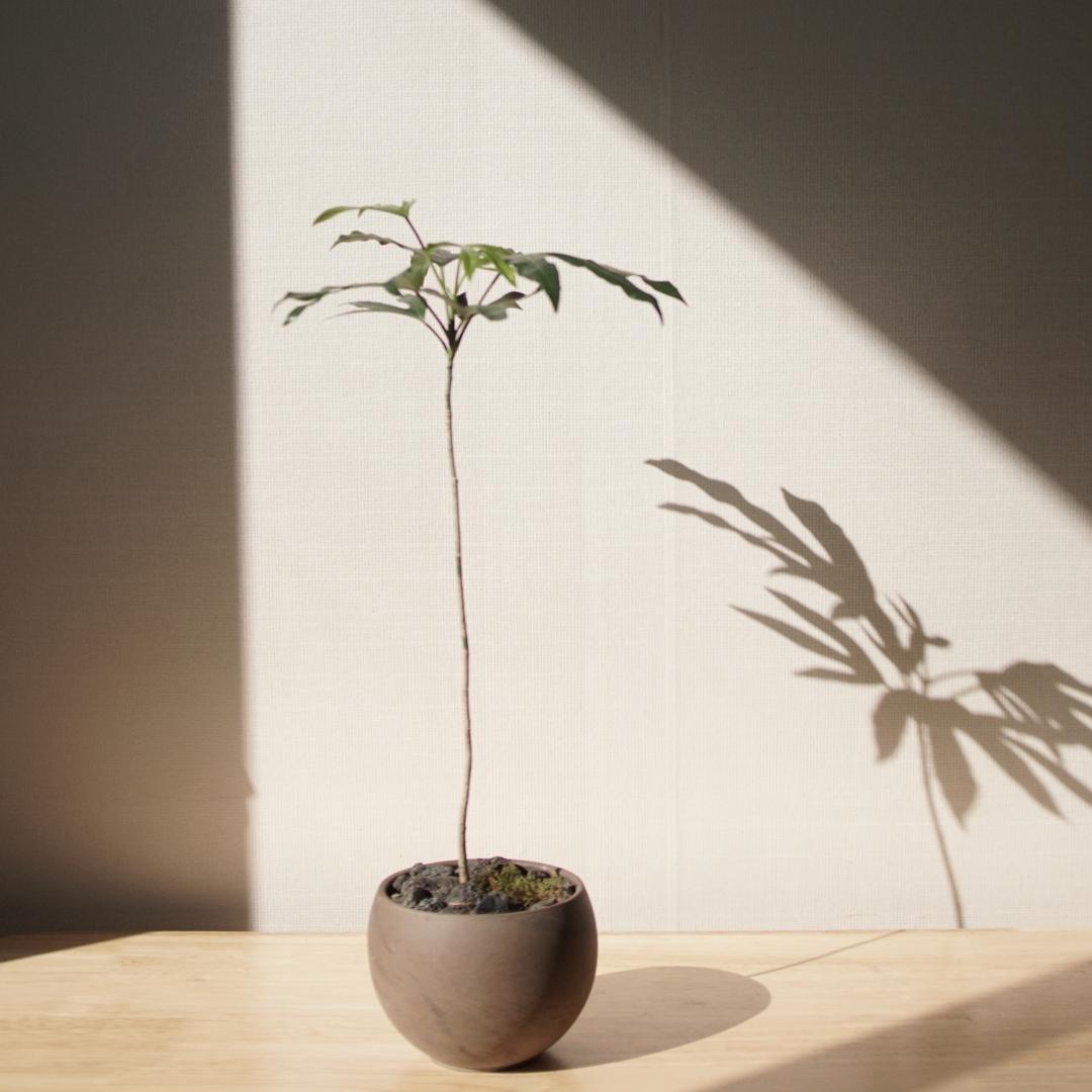 (수형선택) 선이 고운 황칠나무 원형 토분 SET 개업화분 집들이화분 결혼선물