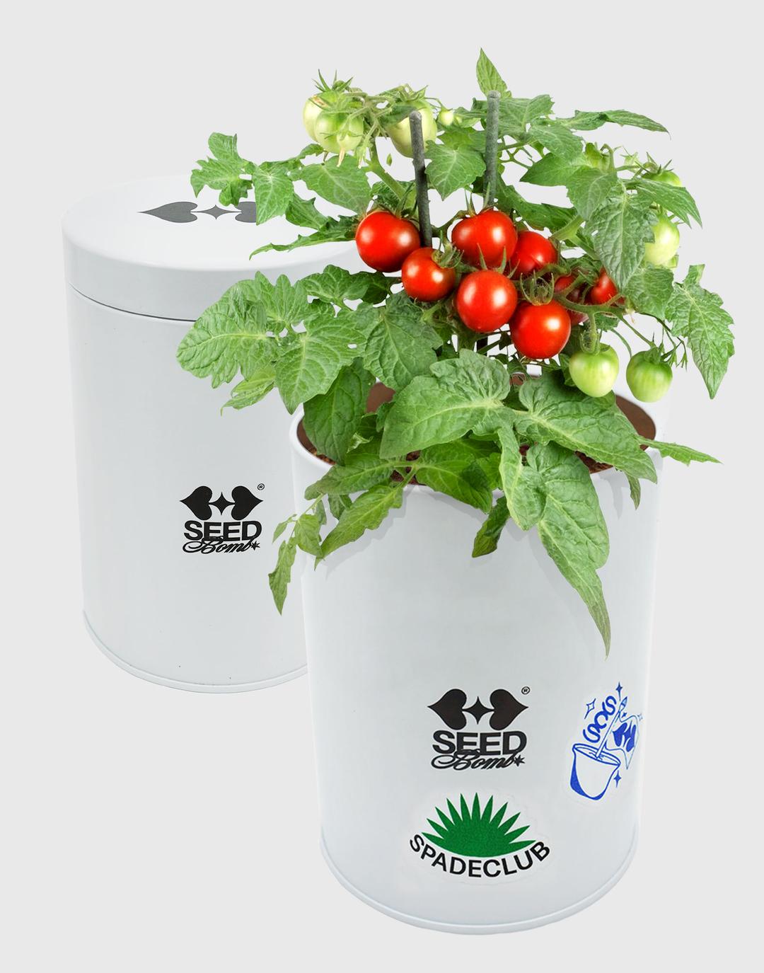 SCS Seed Bomb Kit - Cherry Tomato