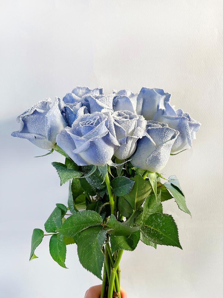 [코코 플라워] 엘사장미 생화택배 꽃배달싼곳 5송이 10송이