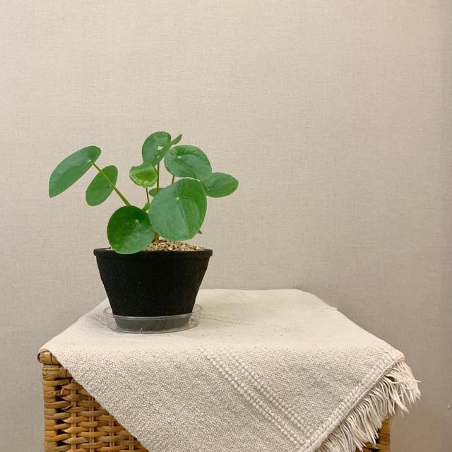 따스한정원 동글 동글 사랑스런 거실 침실 안방 인테리어 필리아 집에서키우는식물 필레아페페