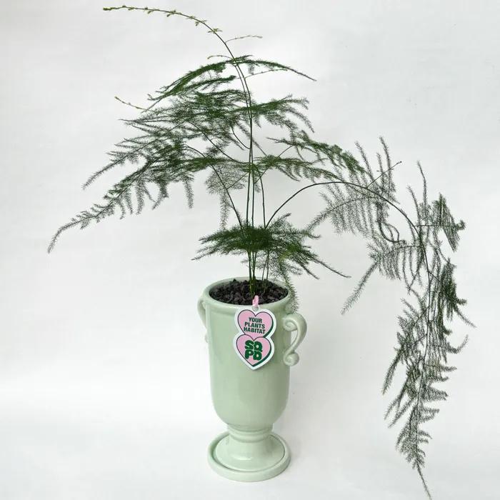 아스파라거스 나누스 중형 화분