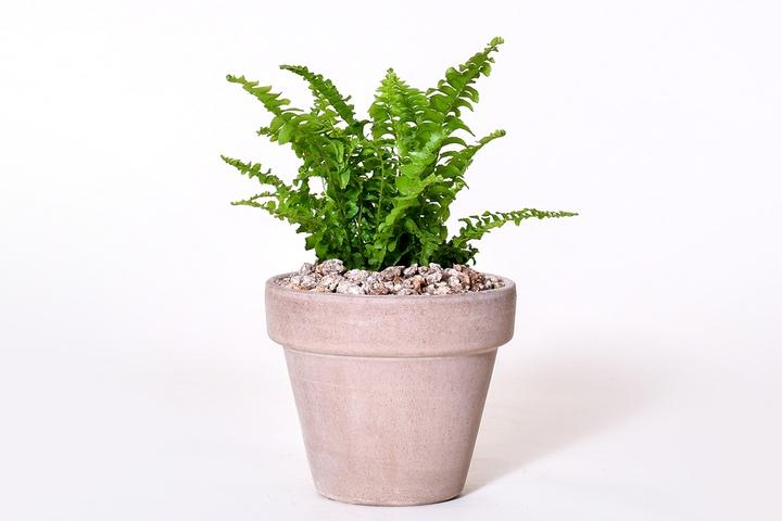 이태리토분 보스턴고사리