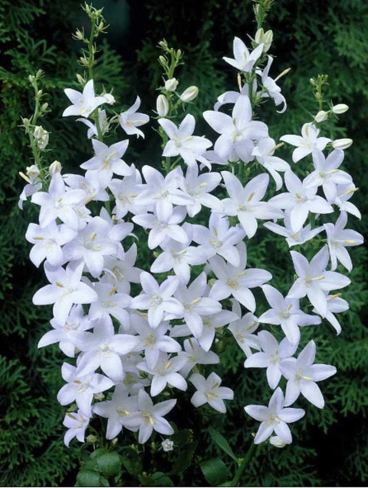 캄파눌라 피라미달리스 알바 (Campanula pyramidalis alba)모종 : 도개화원