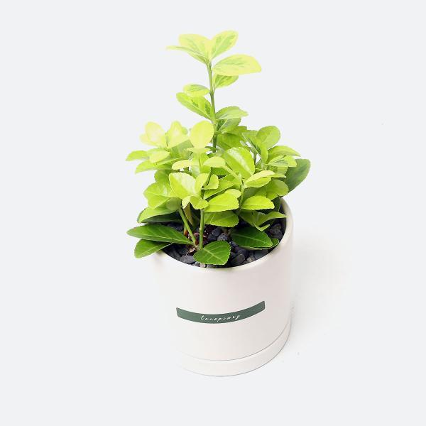 금사철 실내공기정화식물 카페 인테리어 화분