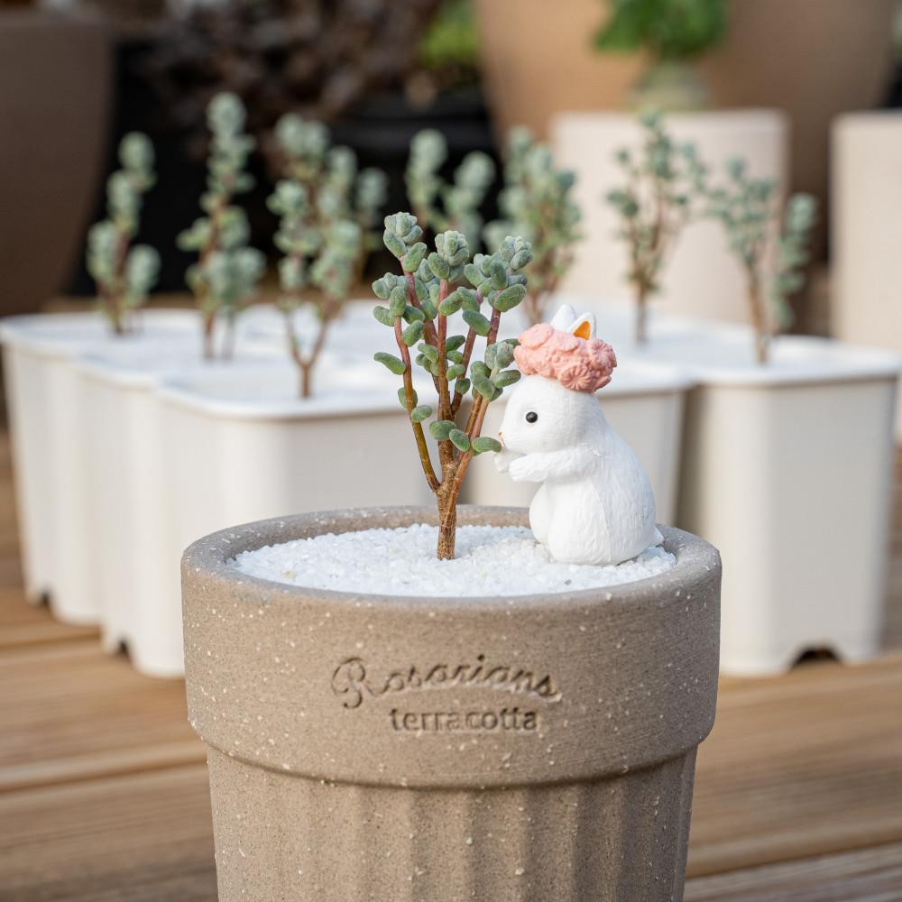 세듐 - 하얀 별 꽃이 피는 민트색 소형 나무