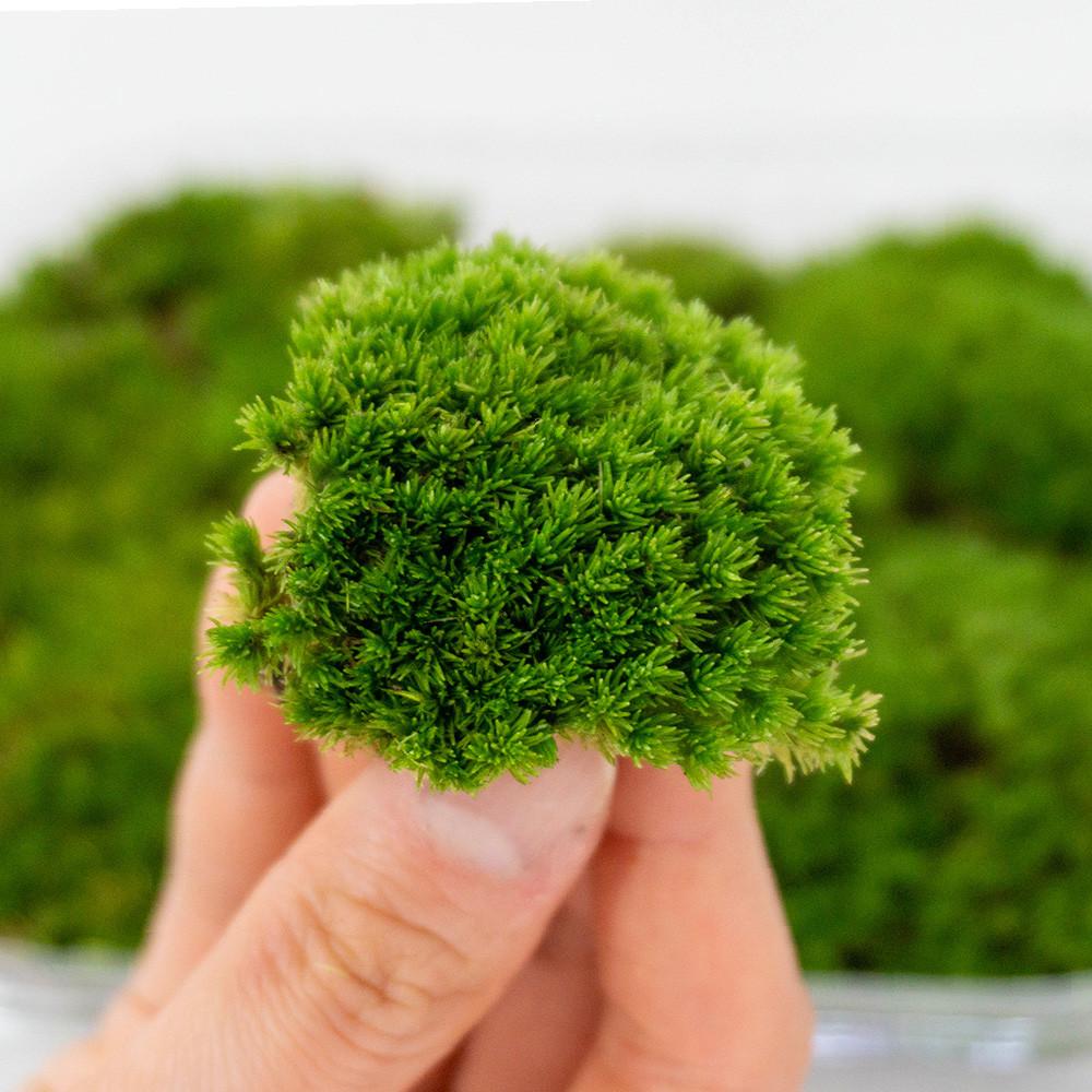 이끼 생 비단이끼 팩(18x14) 분재 테라리움